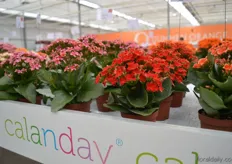 The Sin Pac of Dümmen Orange. The is a new variety in the Calanday series. It is a single flowered kalanchoe with red flowers with a golden edge.