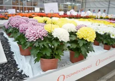 The new pot chrysanthemum disbud combination of Dümmen Orange, that consists of three pot chrysanthemum disbuds. On the photo: the Cosmo Purple, Cosmo Yellow and Cosmo White. It is an even disbud mutant series, big flower size, small to medium vigour, response time of ± 8 weeks