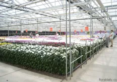 Visitors could also take a look at the cut chrysanthemums of Dümmen Orange during the FlowerTrials.