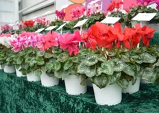 The Contiga of Varinova. This cyclamen (potsize 12-15) is the successor of the Maxora of Varinova. This variety is a more compact, has large flowers, is stronger and has thicker stems.