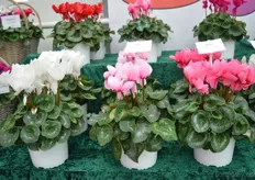 The Magnia of Varinova (12-15cm pot size). It is a complete new series in 6 colors. It is a larger plant with large flowers.