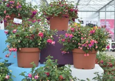 The Two new varieties in the Jollies assortment of Brandkamp; the Corse in the Jollies La Grande series and the Fuchsia Tailing Bizet. The Corse has large flowers and the Trailing Bizet is an early flowering variety.