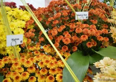 The Madras Red is a new cut chrysanthemum of Brandkamp. It has a 7,5 weeks response time.