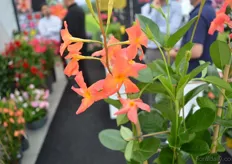 The Opale Orange Coral of DHMI. This variety has smaller flowers, half climbing and has a bright color. According Erick Ciraud of DHM, this new variety attracted a lot of attention during the FlowerTrials.