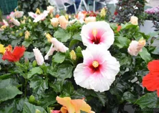 The White and Pink Star of DHMI is a new variety in their Rio Clara Hibiscus series. It is a patio hibiscus that can be placed outdoors in summer and indoors the rest of the year.