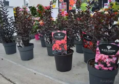 The black solitaire of DHMI was also well presented at DHMI. The idea behind this new Lagerstroemia is introducing the same product with same marketing all over Europe.