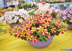 The Petunia Stars of Schneider. The flowers of this new petunia are cream yellow and have a pink hard. It flowers the entire summer and autumn and remains its color.