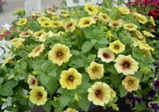 The Wawaiian Banana is a new variety in the Sweet Pleasure line of Jonge Planten Grünewald. Special about this petunia is its color and its markings on the flower. The Sweet Pleasure is an early flowering line.