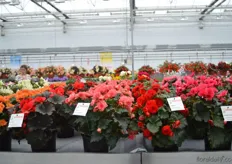 Beekenkamp added 4 new varieties to the Begonia Eliator series.