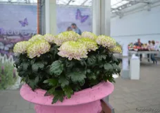 The Rosanno Princess Charlotte. This chrysanthemum is linked to the British Princess Charlotte. In the UK, Waitrose donates 50 pens per plant and Deliflor donates 50 percent of their royalty income to the East Anglia's Children's Hospices. On the photo the pot chrysantemums.