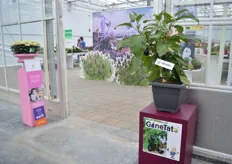 On the left of the photo, the Rosanno Princess Charlotte. This chrysanthemum is linked to the British Princess Charlotte. In the UK, Waitrose donates 50 pens per plant and Deliflor donates 50 percent of their royalty income to the East Anglia's Children's Hospices. On the photo the pot chrysantemums. On the right the GineTato. This is a new two-in-one concept plant that grows aubergines and potatoes at the same time.