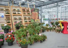 W. v.d. Haak was also showcasing its vegetable varieties at P vd Haak.