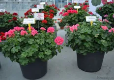 On the left: the Linda. This new Pelargonium will replace Rebecca (on the left). According to Perry van der Haak, Linda has a better color, rounder habits, better volume.