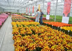 The double colored lilies are becoming increasingly popular.