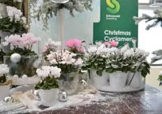The Christmas Cyclamen of Schoneveld. According to Louis Kester, the cyclamen is known as an autumn product, but Schoneveld wants to also position this plant as Christmas plant. The idea is: looking at the same product differently. And that is what they showed at the FlowerTrials.