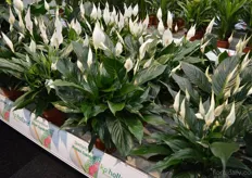 Spathiphyllum Romeo Cupido of KP Holland. This Spathiphyllum is suitable for 12-13-14 cm pot sizes. This variety has many flowers, dark leaves and most importantly, the plant is build up uniform.