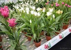 The Curcuma Siam Shine. This white variety has a longer shelf life and remains its color. The leaves have a red vein.