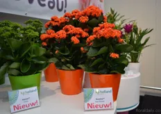 The Rosalina Don Dantel of KP Holland. This orange kalanchoe is suited for countries that have a high lightintensity. Brazil, for example. Consumers in this country want plants with strong colors. However, due to the high light intensity, the colors often fade. But not of the Rosalina. This variety remains its color for more than 6 weeks.