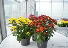 The Pico Line of Armada. This pot chrysanthemum has smaller flowers, fresh colors with a dark hard. According to Wulfert ter Beek, this variety will attract the attention of the younger generation.