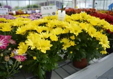 The Silva of Armada. This single flowered pot chrysanthemums has many large flowers and a bright yellow color.