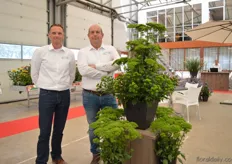 Wulfert ter Beek and Gerard Lentjes with the Briba Green. This new trachelium is green and cutting raised. According to ter Beek, this variety is stronger, has a good shelf life. Due to the FlowerTrials, they also noticed a demand for pot briba green.