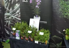 The Panama Orchid was awarded a price for best market introduction at the IPM Essen, back in January.