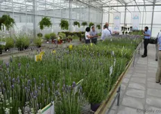 A lot of research at Hishtil is going into finfing ever better and more beautiful types of lavendula.