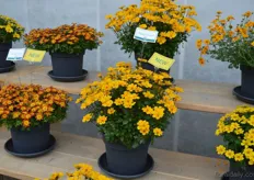 Different new varieties within the Bidens assortment stand out, among which the Golden Empire is definitely one of them