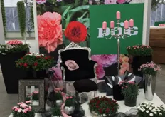 The Dianthus varieties of Elsner pac. They showcased both Dianthus lines, the pot types pac Dinamic from our company as well as the true hardy garden type Perfume Pinks.