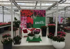 At Elsner pac, the Pelargonium got the most space - with large and small pots we liked the fresh and modern look.