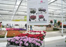 The Star Cluster Pentas is a new series of Syngenta that is cutting raised and has large flowers.