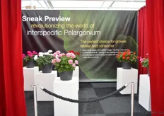 Syngenta also gave a sneak preview of their first interspecific pelargoniums. According to Kurt De Ruyven of Syngenta, these new pelargoniums have better flowers, healthier foliage and a better shelf life. They want to have a series of 8-10 colors and when these are ready, they will introduce them.