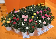 The potted rose cultivation has a good potential in russia, according to Peter Nederhof. Grenteht supplies the potted roses of Poulsen Roser.