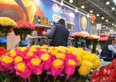 One of the new colored roses of BellaRosa. The outer petals are painted.