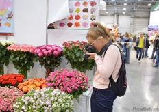 Visitor taking pictures of the Olij Breeding rose varieties.
