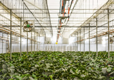 The introduction of the Medinilla changed the entire infrastructure of Northend Gardens. As not much was not known on the large scale commercial production, the Oorsprong family had to figure out many of the growing strategies themselves. They retrofitted their greenhouses for example with double shade cloths because the cuttings require low light levels.