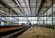 The production time of the Medinalla takes up an entire year. After importing un-rooted cuttings from Holland, the Oorsprong's started to keep their own stockplant for two years now.