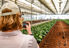 Currently 50% of Northend Gardens production is dedicated to the Medinilla.