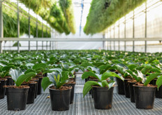 Cuttings on the bench system.