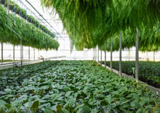 The hanging baskets with ferns provide a shade above the Medinilla cuttings.