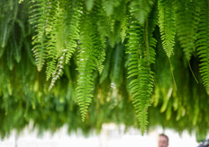 Besides hanging basket ferns and the Medinilla, Northend also grows a large quantity of spring bedding plants. It is their goal to expand the Medinilla production to 80 or 100% in the next years.