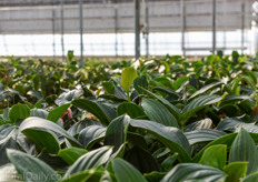 Northend Gardens grows two varieties of the Medinilla; the Dolce Vita and the Magnifica. In the United States the pre-finished plants are available at Ball Horticulture.