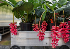 The exotic plants are native to the mountainous region of the Philippines.