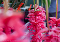 The Medinilla won several prices since its introduction in North America. The Magnifica won best new flowering plant at TPIE show in Florida and scooped the Retailers Choice Award at the 2015 Farwest Show in Oregon.