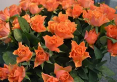 With this variety, called Arango, Kenyan rose grower Panocal raised 10,000 euros to build a dining room at a Kenyan school. All the flowers were sold at the auction in Naaldwijk.
