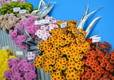 Among others, these are the new madras varieties of German breeder and propagator Brandkamp. Next to the Madras Red (on the right) and the Madras (second on the right), Brandkamp added two new varieties in this cut chrysanthemum series; the Adana - a light pink variety with a bright green centre (third on the right)- and the multicolored Maskat - a green, pink, white variety with filled flower (upper left).