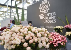 The Bombastic of Interplant Roses.