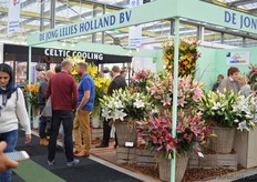 De Jong Lelies Holland.