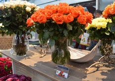 A new variety of Jan Spek Rozen; Patz.