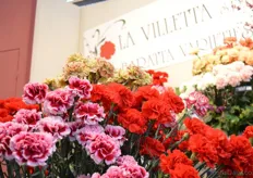 The carnations of Italian carnation breeder La Villetta.